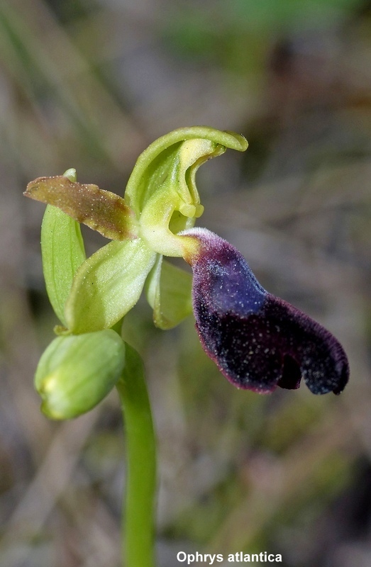 Andalusia: le orchidee e Grandi Pietre  marzo-aprile 2023.